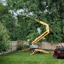 Best Tree Disease Treatment  in Hayward, WI